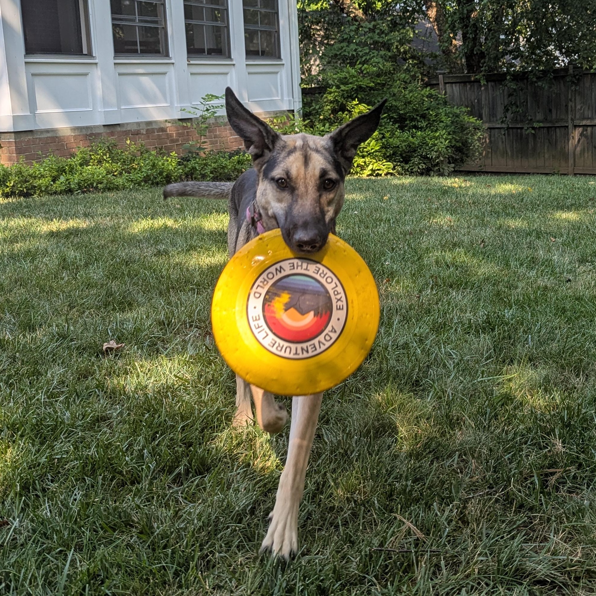 Sofi, a Adoptable mixed breed in Alexandria, VA image 6/6