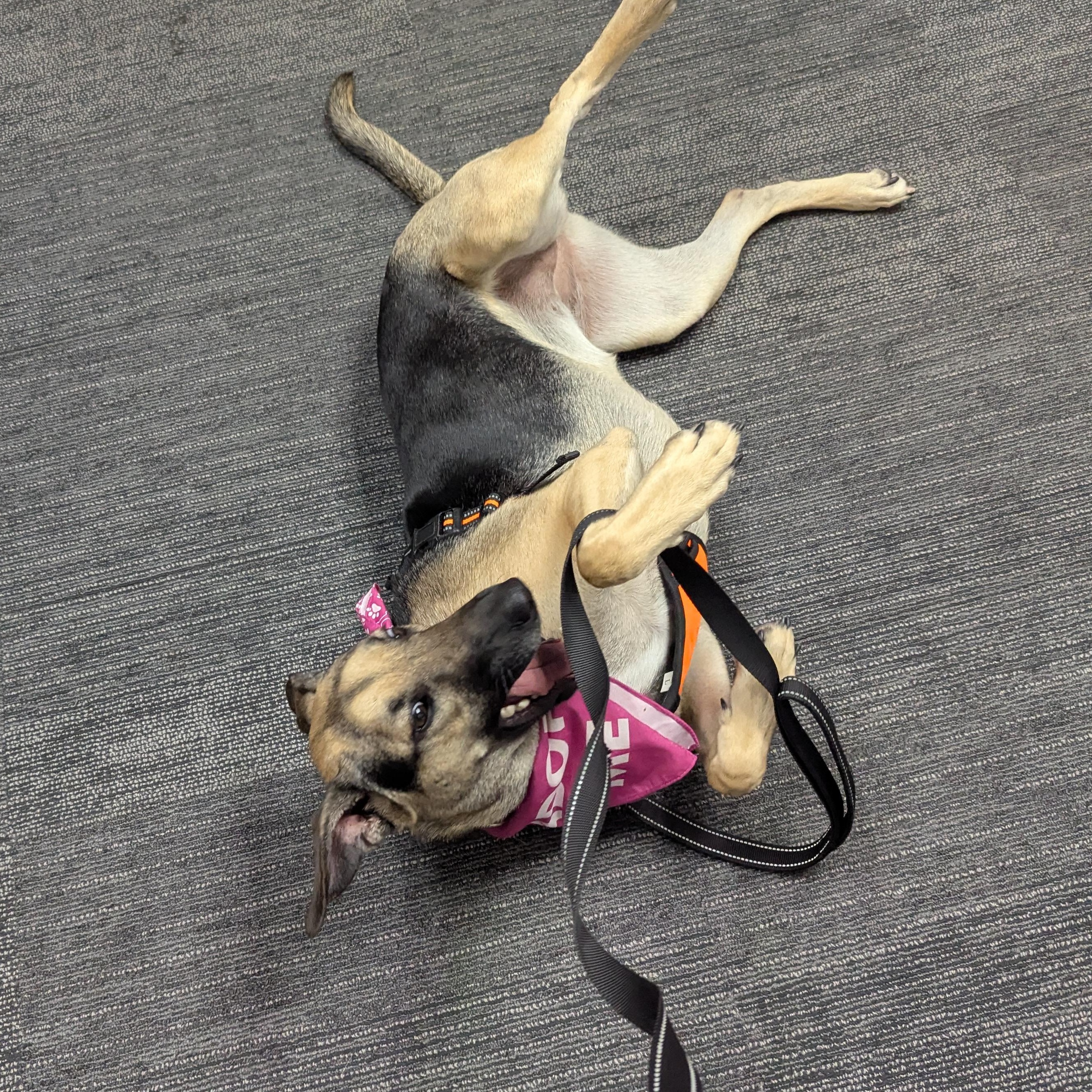 Sofi, a Adoptable mixed breed in Alexandria, VA image 4/6