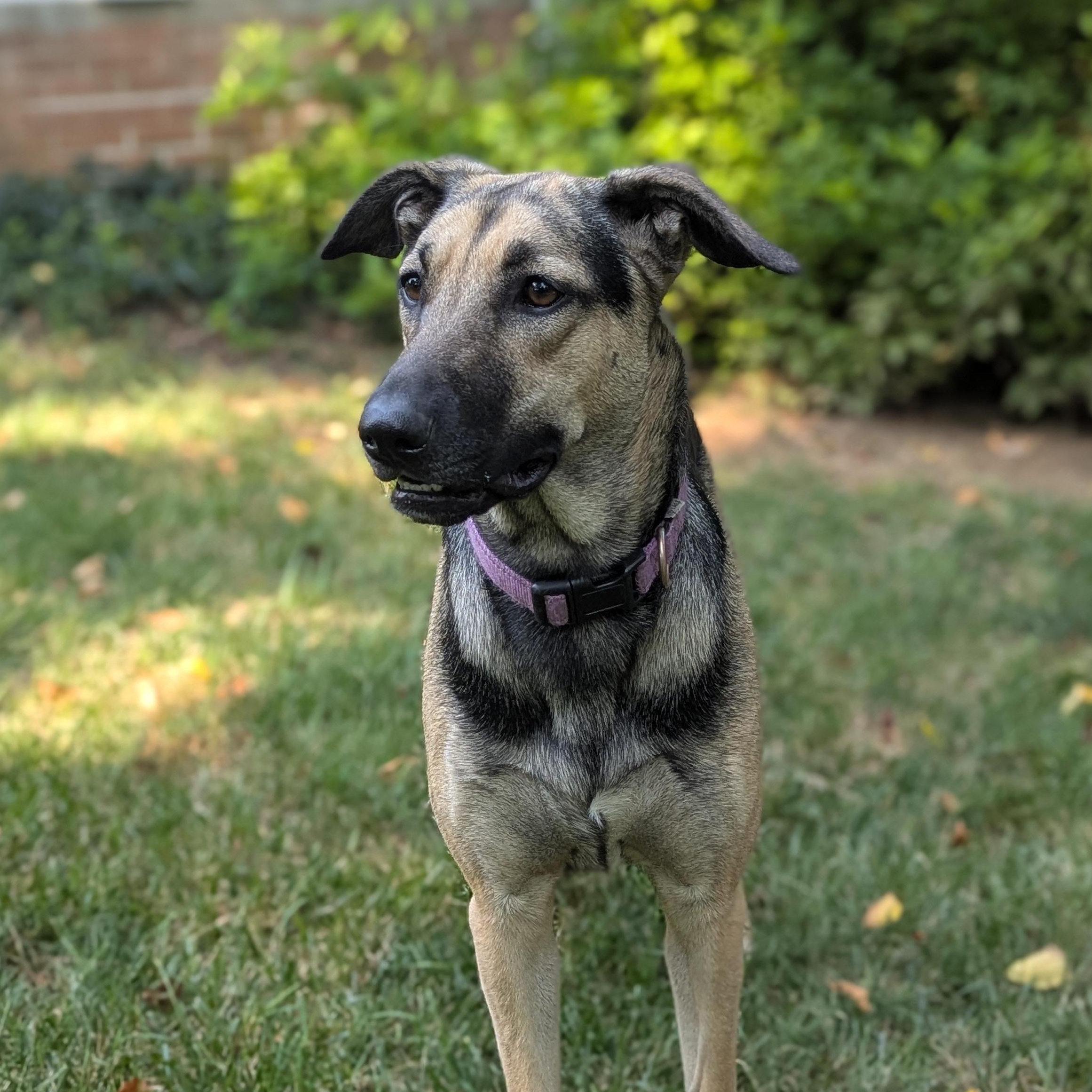 Sofi, a Adoptable mixed breed in Alexandria, VA image 5/6