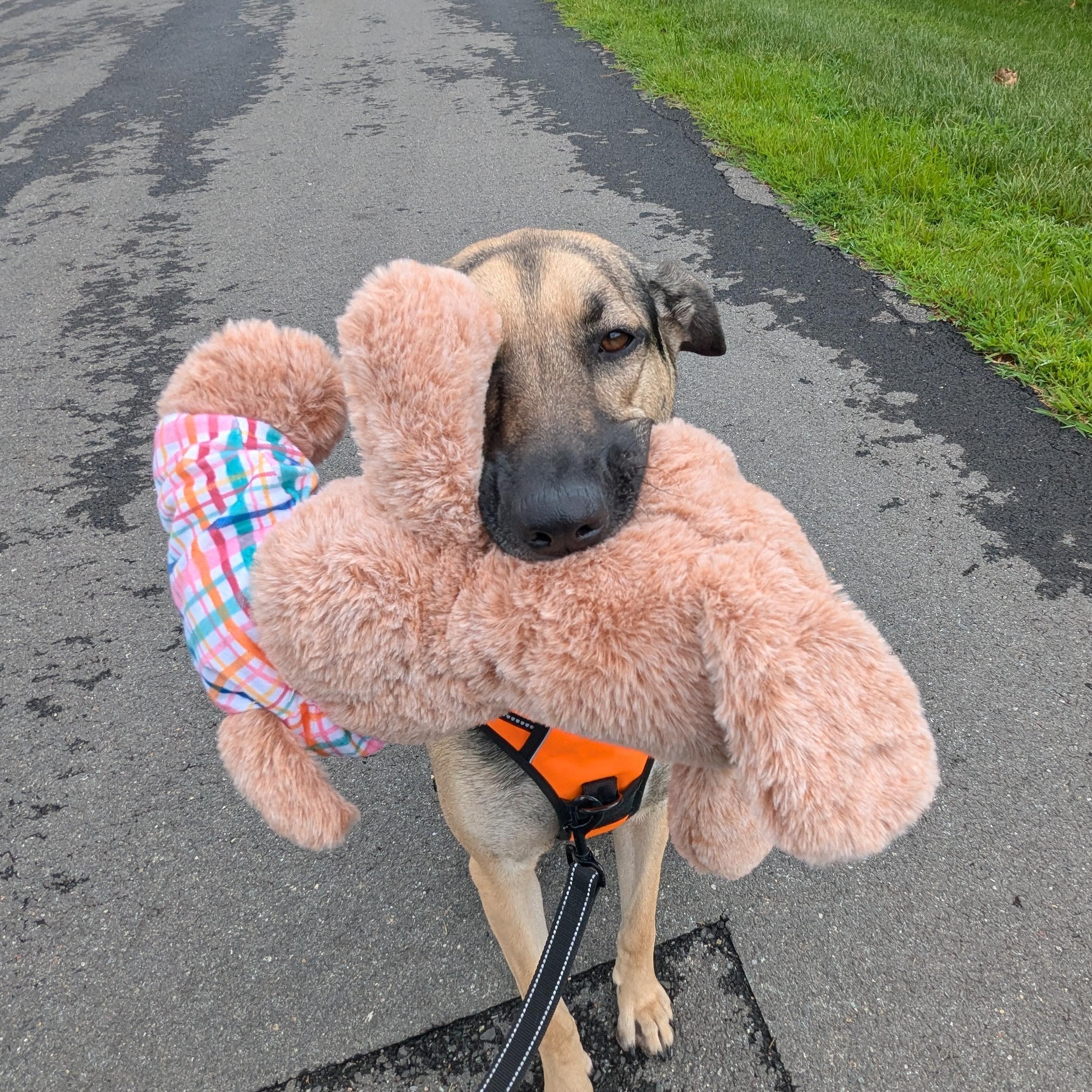 Sofi, Adoptable, Adult Female German Shepherd Dog & Mixed Breed.