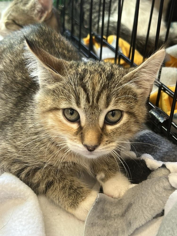 Walnut, a Adoptable mixed breed in Oradell, NJ image 1/4