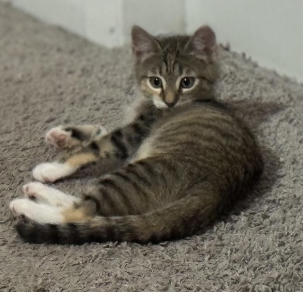 Walnut, a Adoptable mixed breed in Oradell, NJ image 2/4