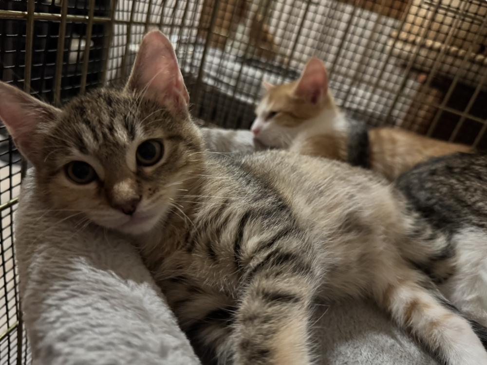 Walnut, a Adoptable mixed breed in Oradell, NJ image 3/4