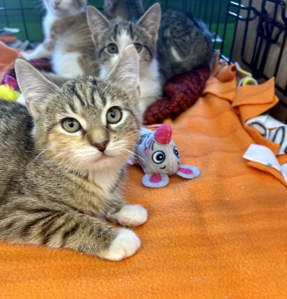 Walnut, a Adoptable mixed breed in Oradell, NJ image 4/4