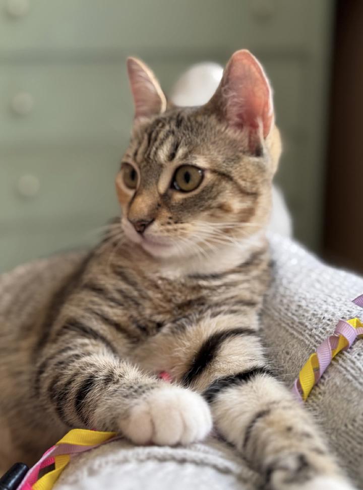 Enlarge Walnut, a Adoptable mixed breed in Oradell, NJ image 4/5