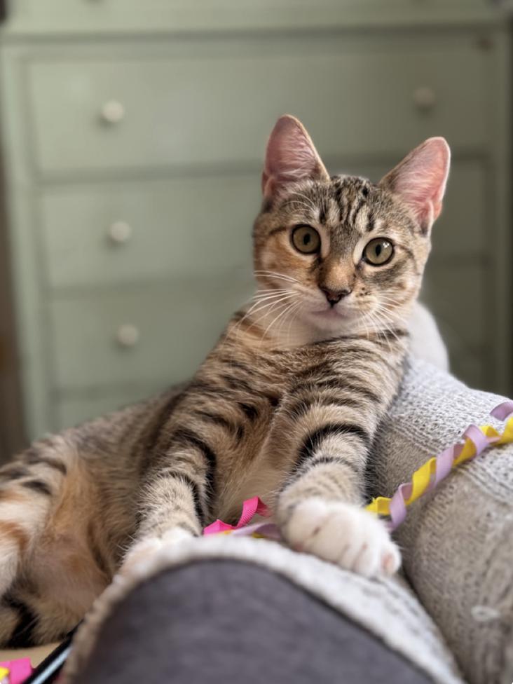 Enlarge Walnut, a Adoptable mixed breed in Oradell, NJ image 5/5