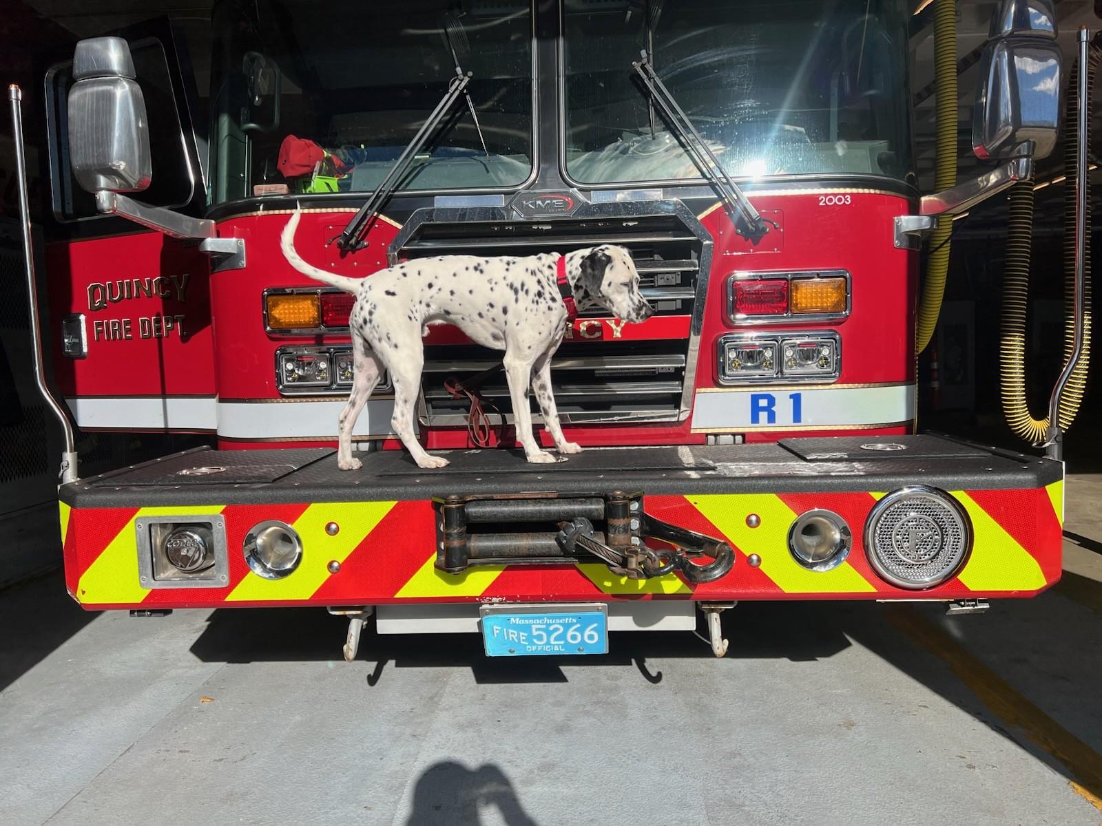 Enlarge REX, an adopted Dalmatian in Quincy, MA image 1/1