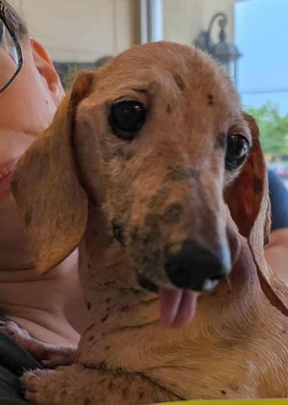 Enlarge Bugg, a Adopted Dachshund in Stoughton, MA image 1/1