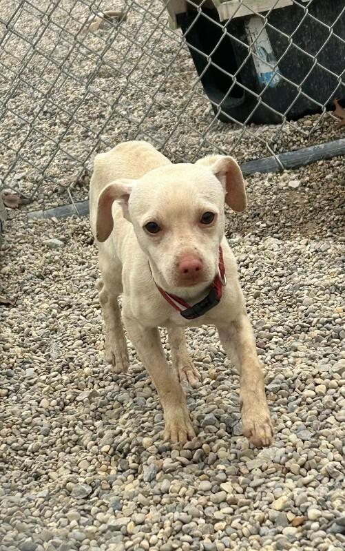 Fizzlewhisk, Adoptable, Young Male Chihuahua.