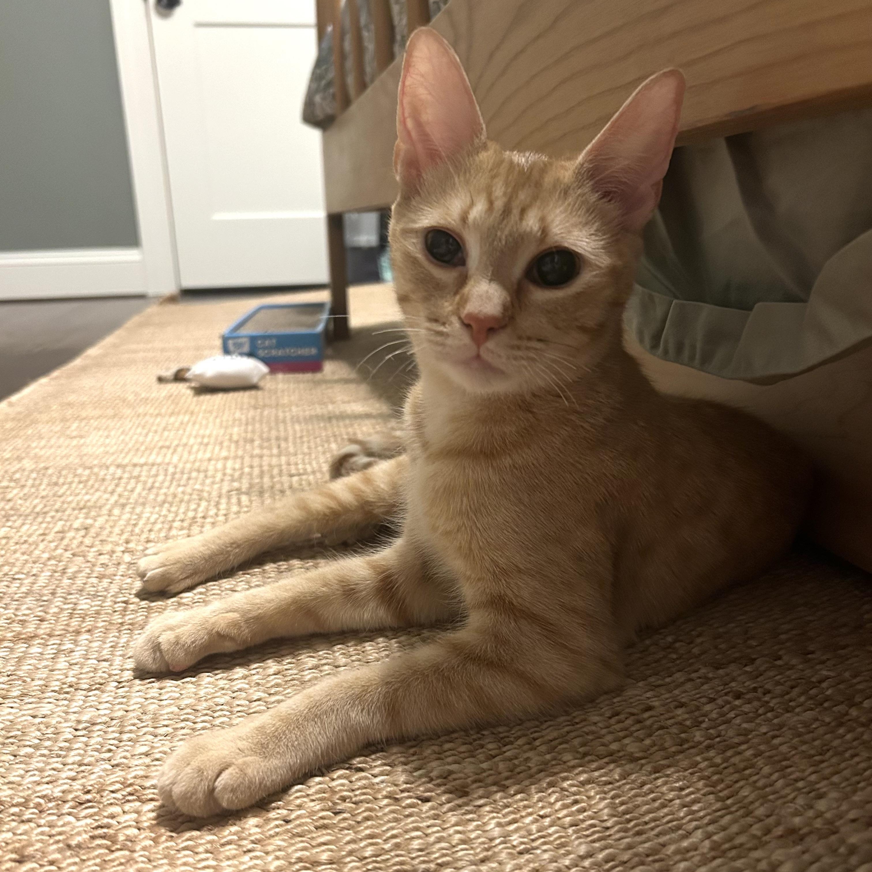 Rosie