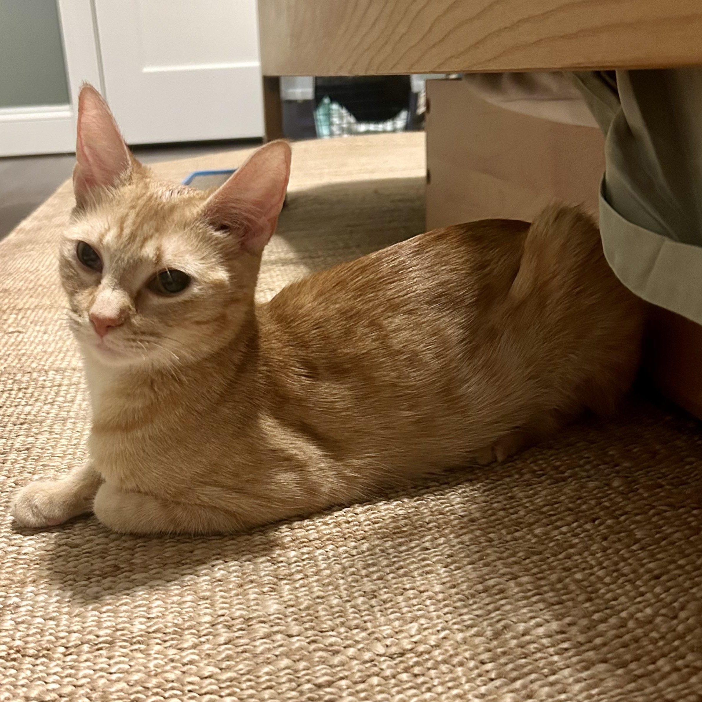 Rosie