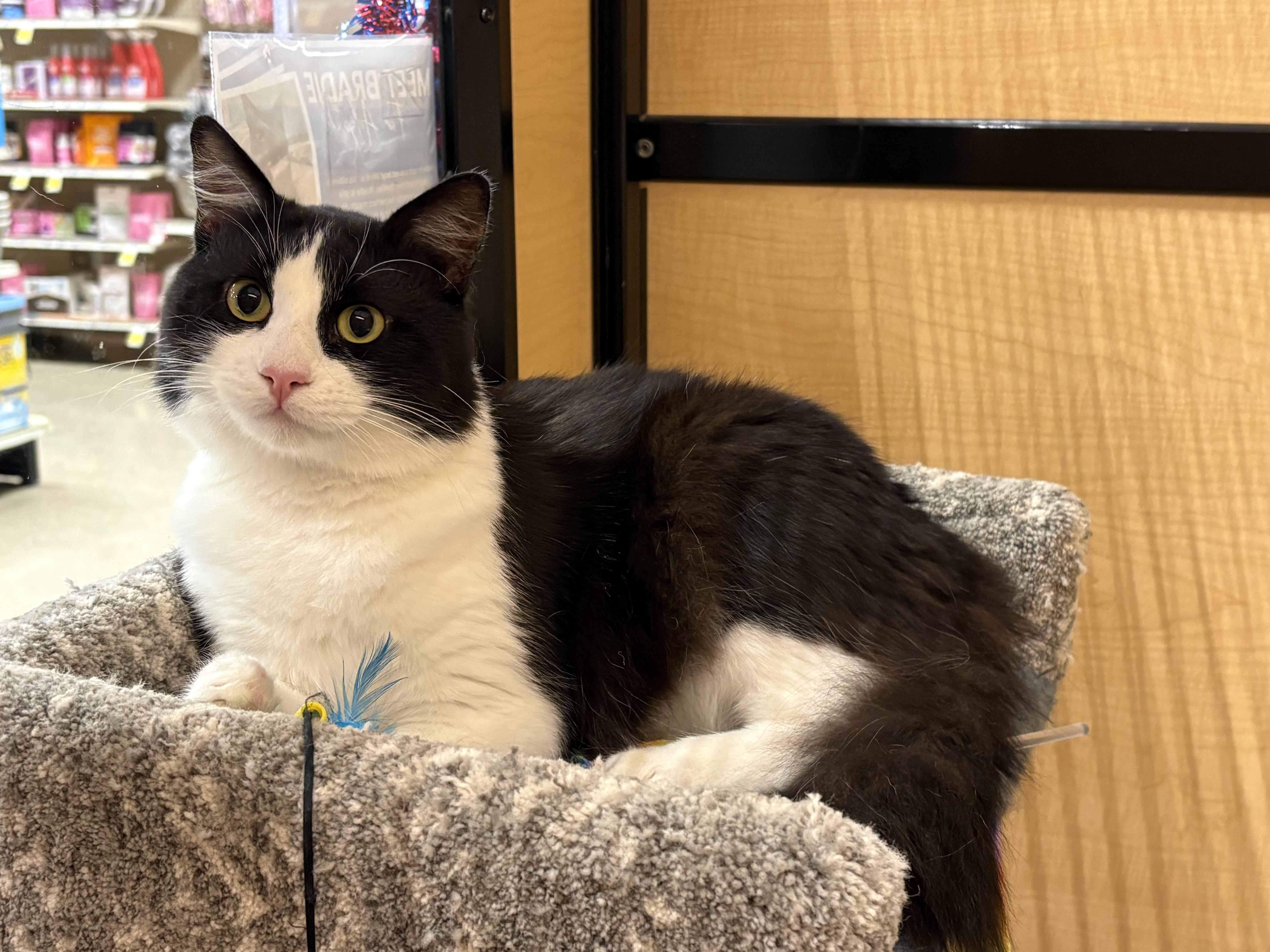 Felix , an adopted Domestic Medium Hair in Irvine, CA image 2/6