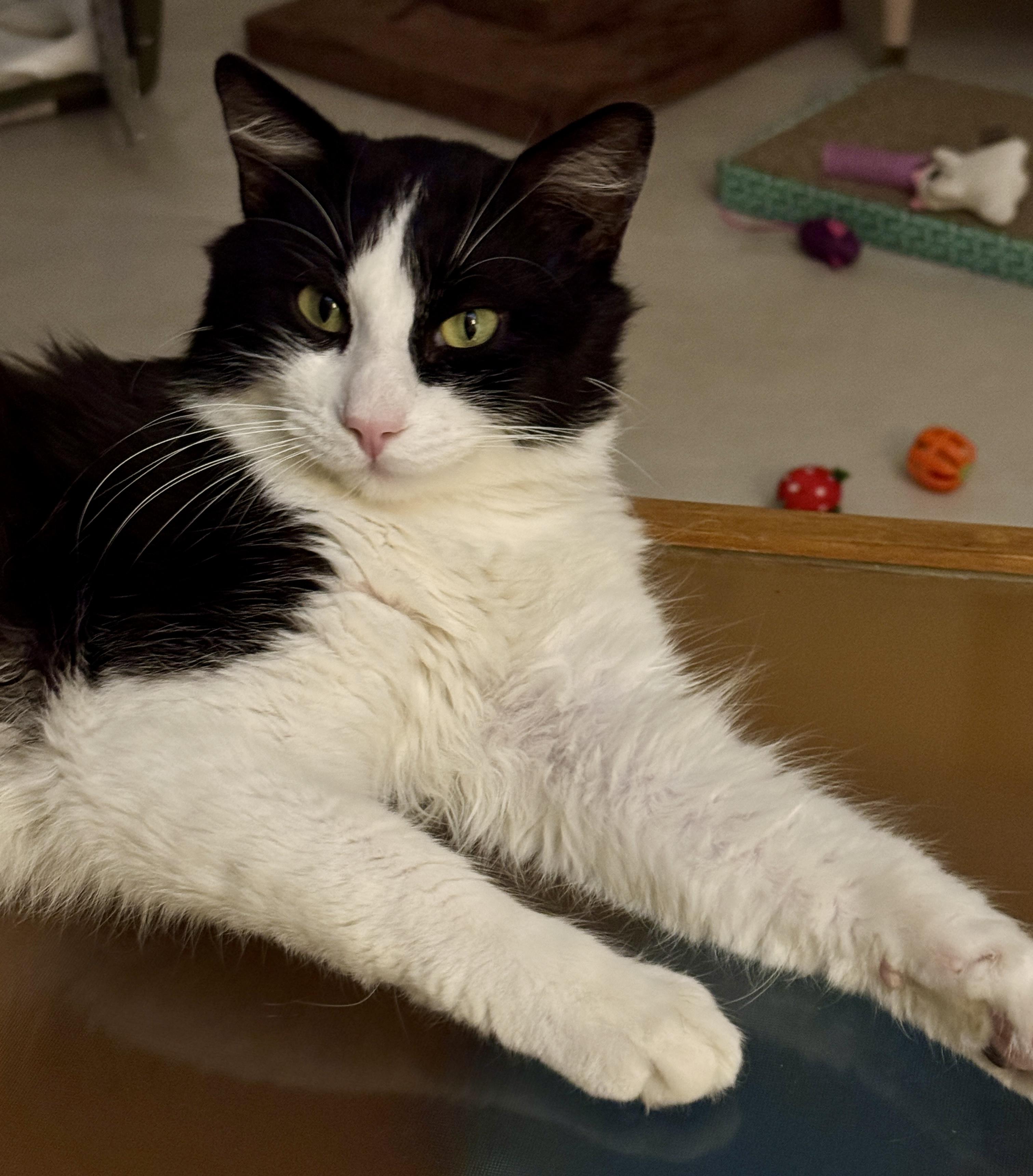 Enlarge Felix , a ADOPTABLE Domestic Medium Hair in Irvine, CA image 2/5