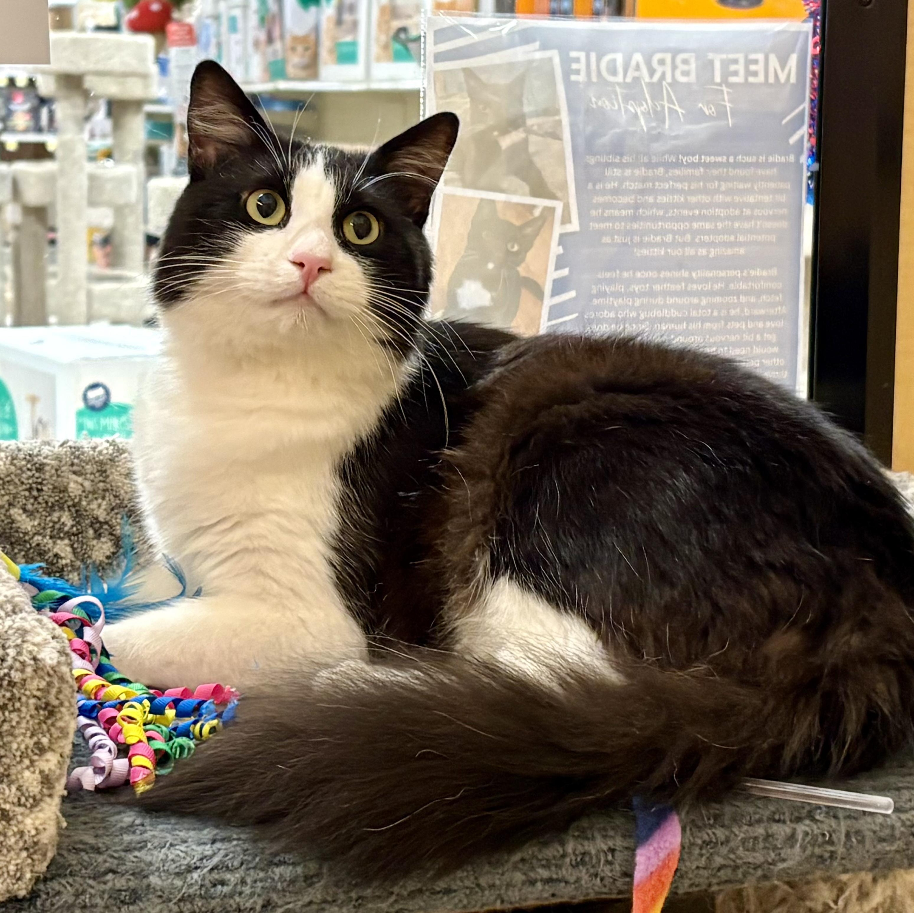 Felix , an adopted Domestic Medium Hair in Irvine, CA image 1/6