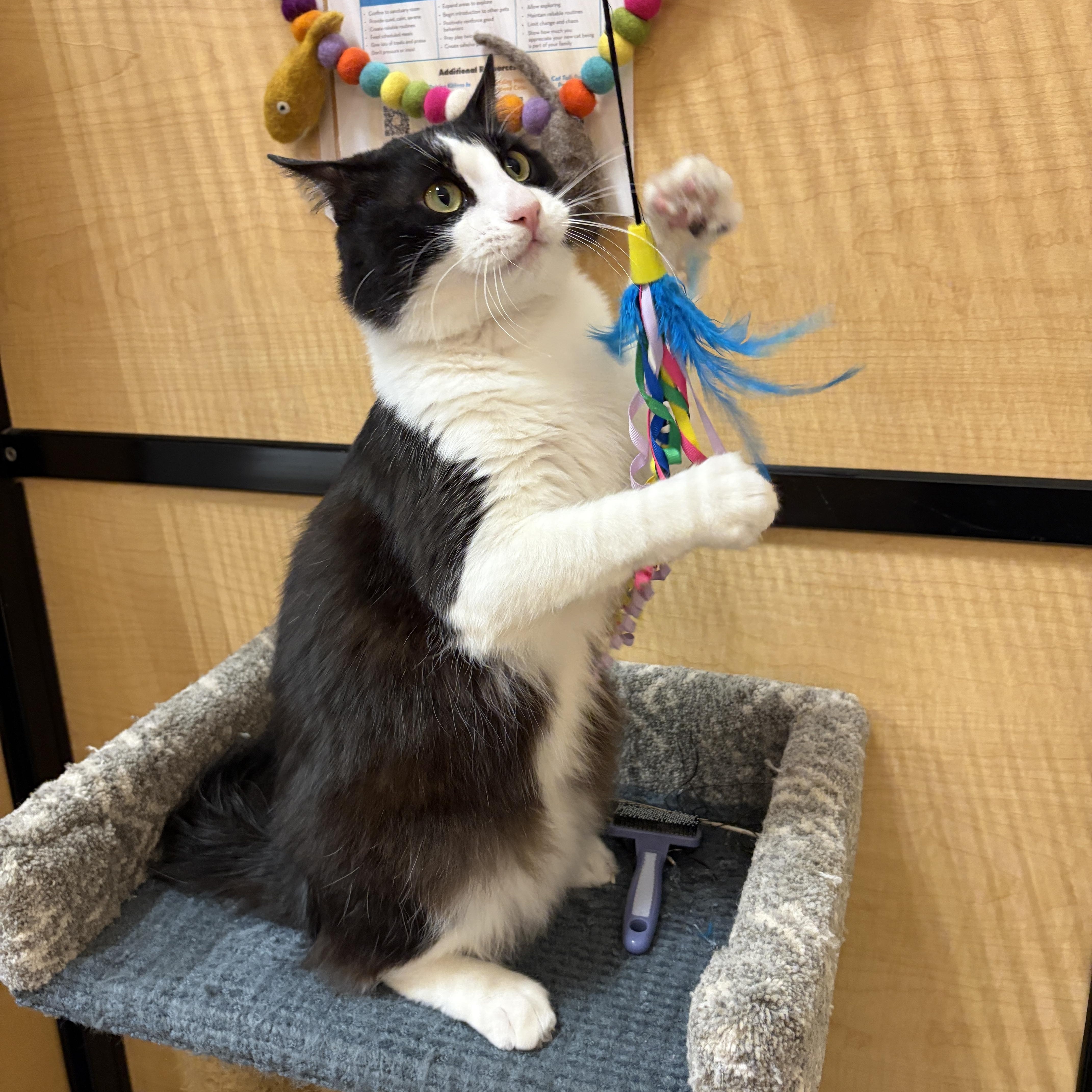 Felix , an adopted Domestic Medium Hair in Irvine, CA image 3/6