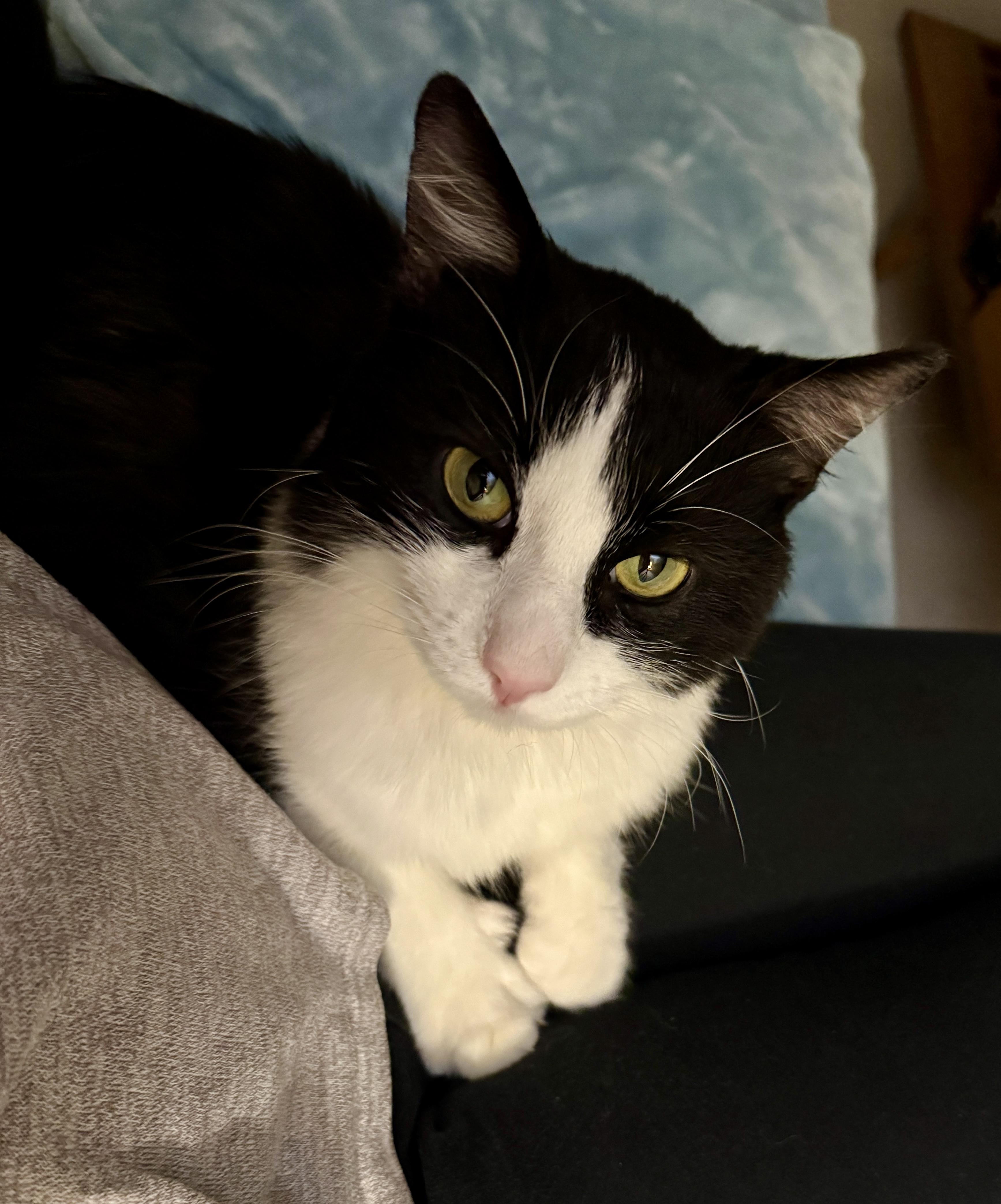 Enlarge Felix , a ADOPTABLE Domestic Medium Hair in Irvine, CA image 4/5