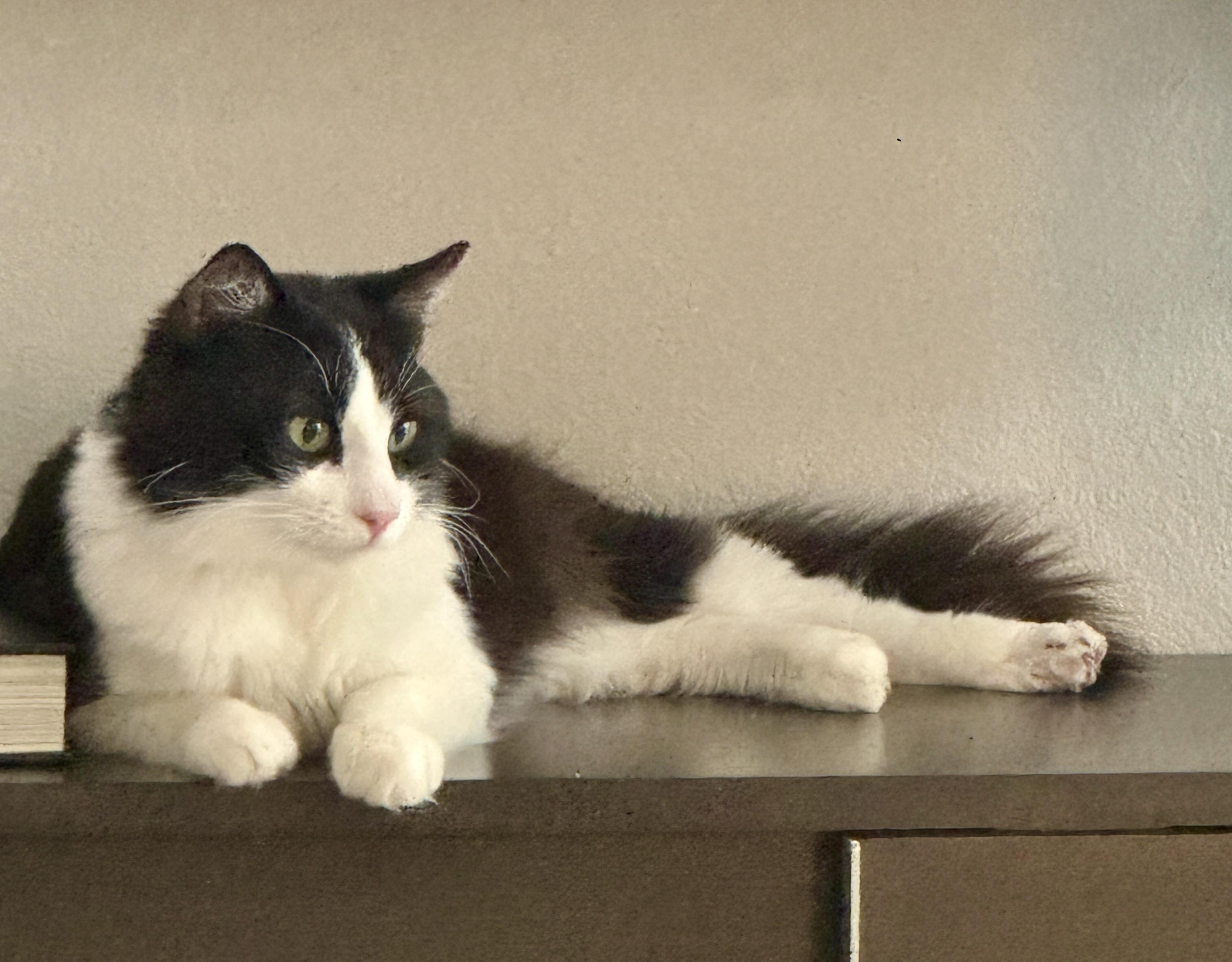 Enlarge Felix , a ADOPTABLE Domestic Medium Hair in Irvine, CA image 3/5