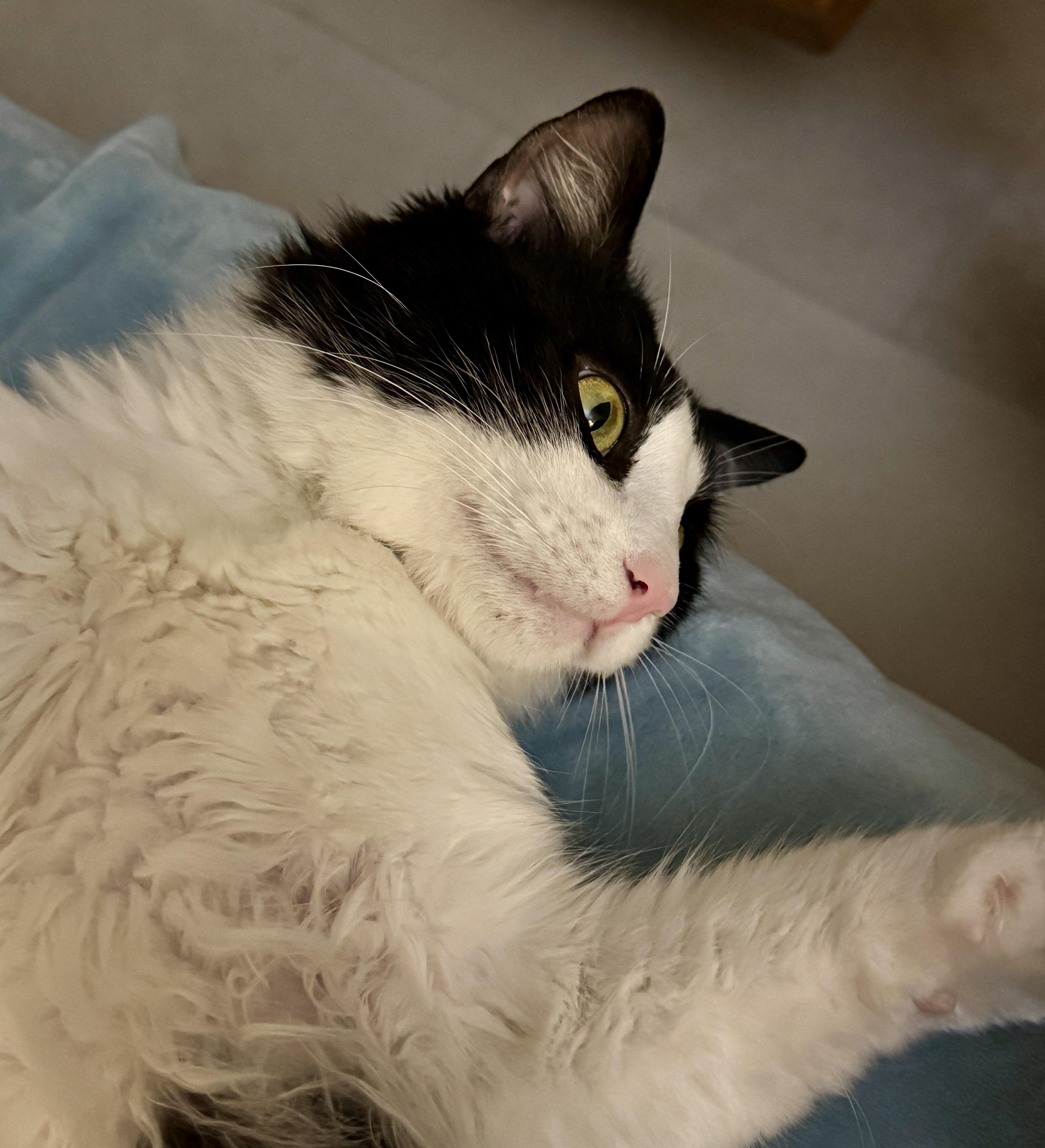 Enlarge Felix , a ADOPTABLE Domestic Medium Hair in Irvine, CA image 5/5