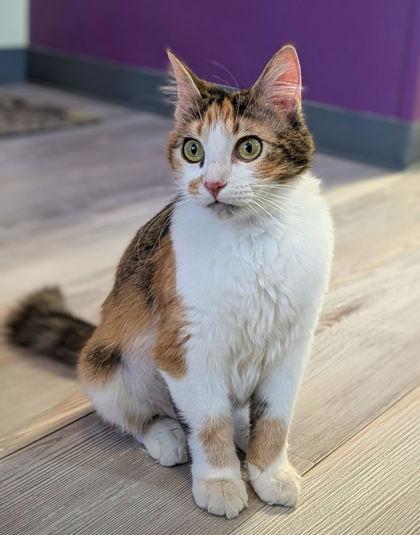 Tasha, an adoptable Domestic Short Hair in Divide, CO_image-1