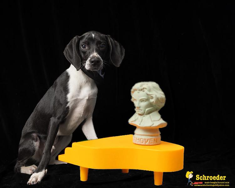 Schroeder, a Adopted mixed breed in Covington, KY image 1/5