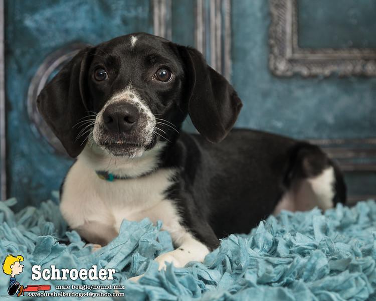 Schroeder, a Adopted mixed breed in Covington, KY image 2/5