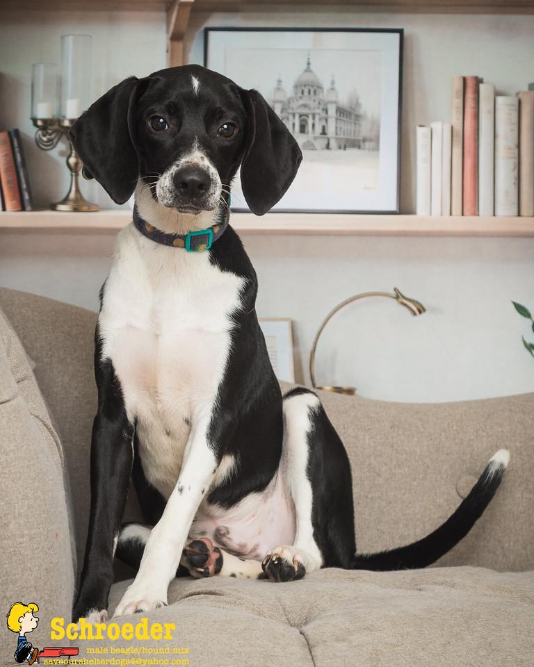 Schroeder, a Adopted mixed breed in Covington, KY image 4/5