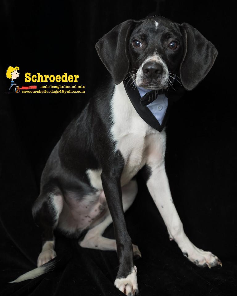 Schroeder, Adopted, Young Male Beagle & Hound.