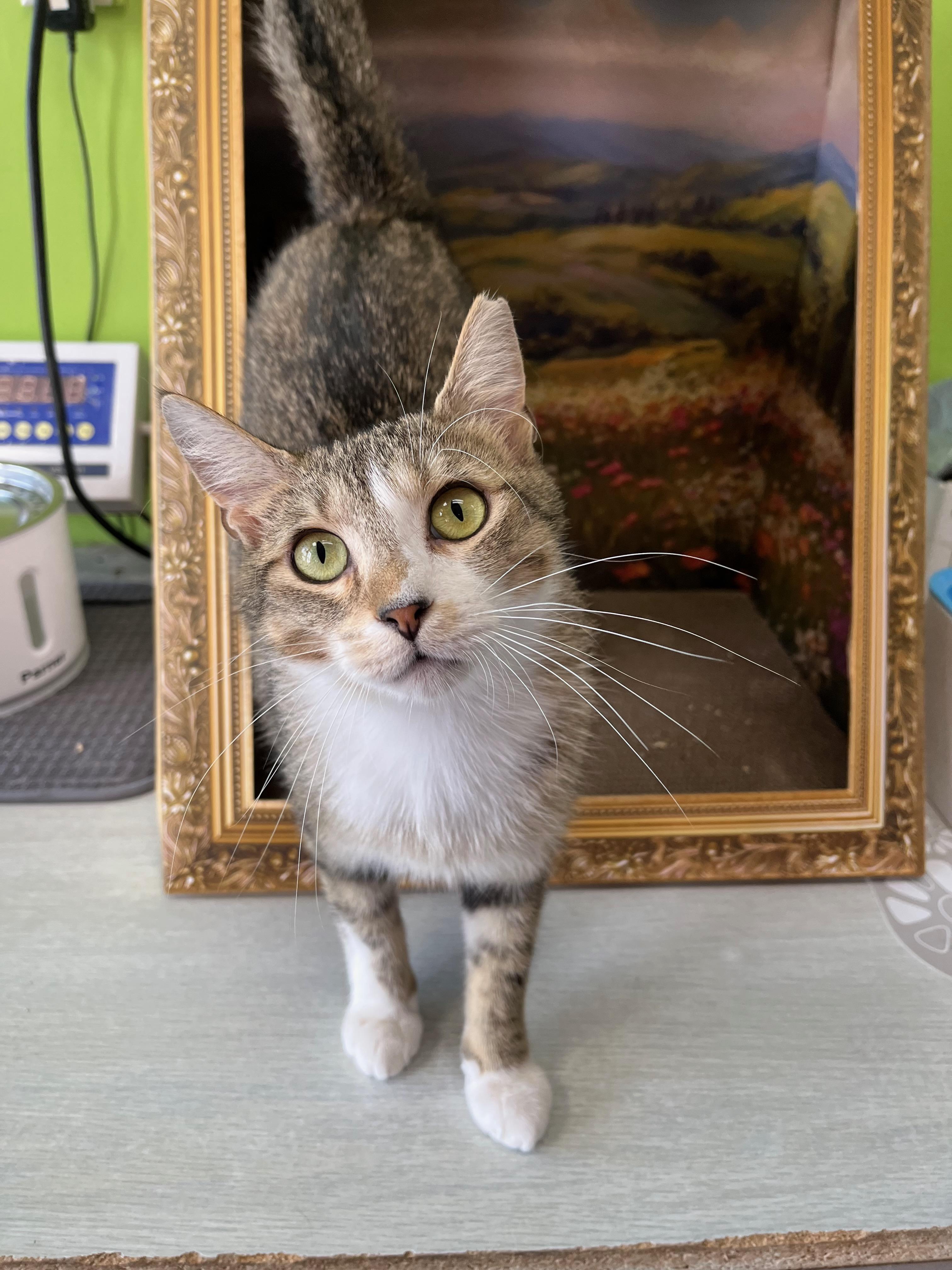 Enlarge Daydream, a Adoptable Domestic Short Hair in Richmond, KY image 5/6