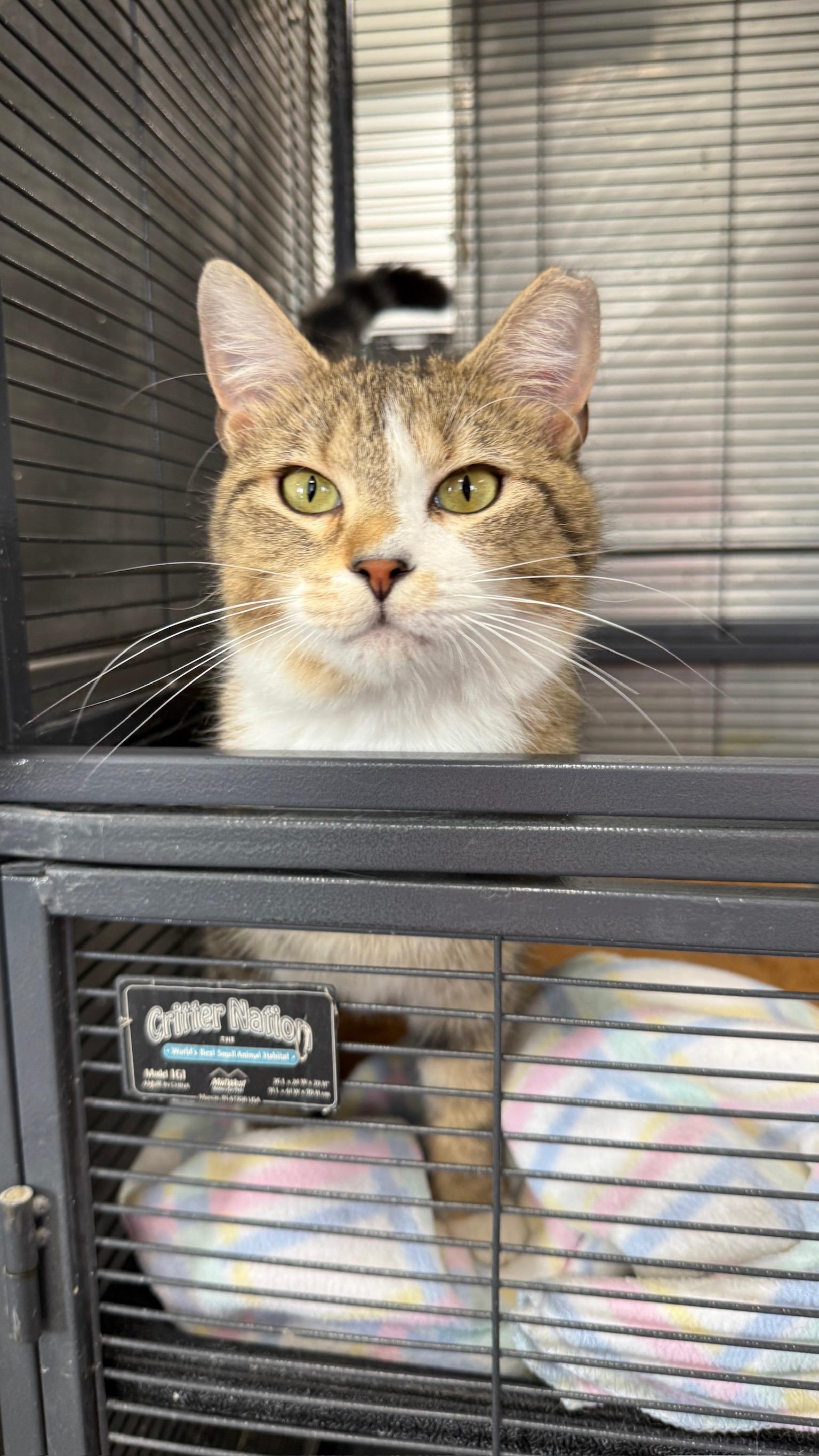 Enlarge Daydream, a Adoptable Domestic Short Hair in Richmond, KY image 3/6