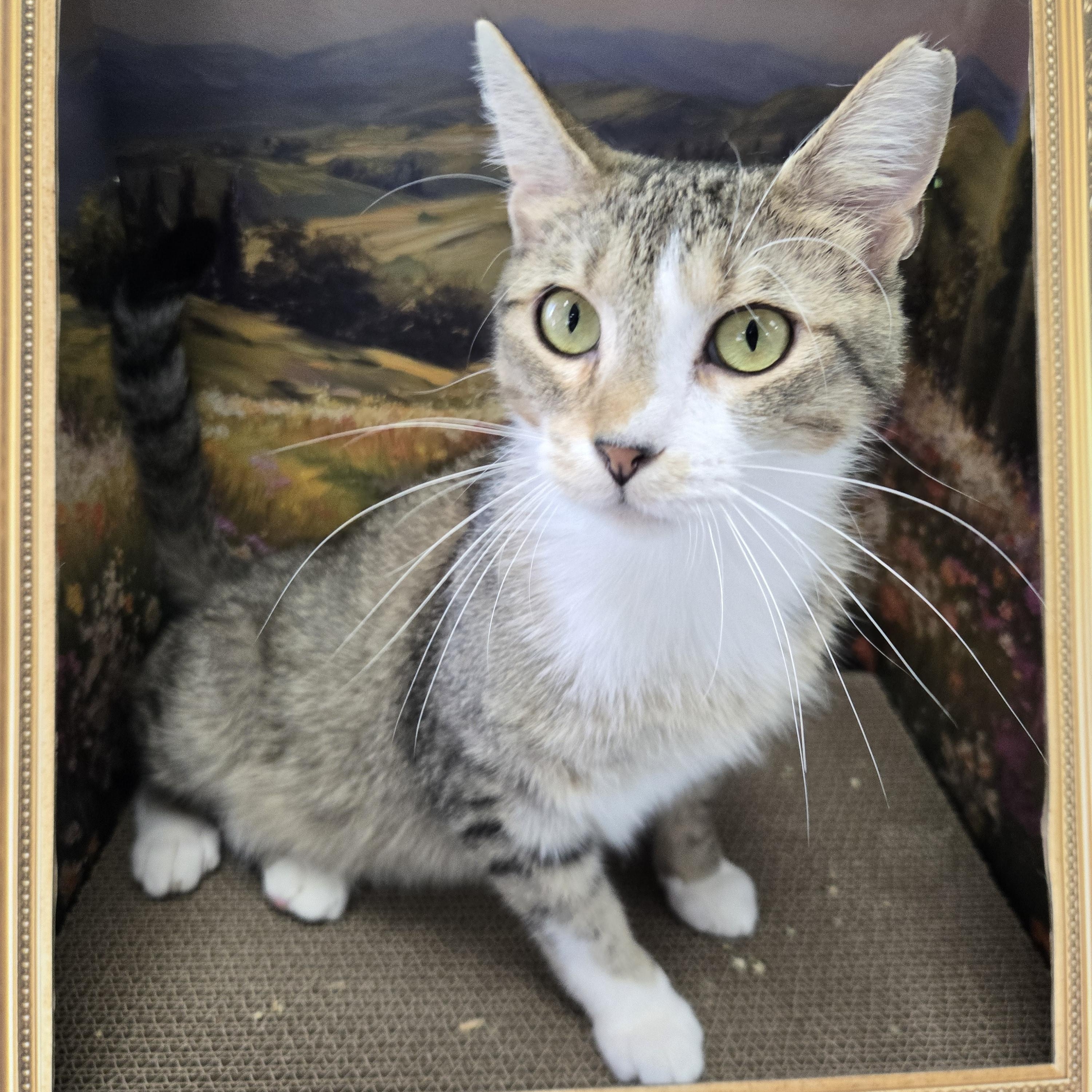 Enlarge Daydream, a Adoptable Domestic Short Hair in Richmond, KY image 1/6