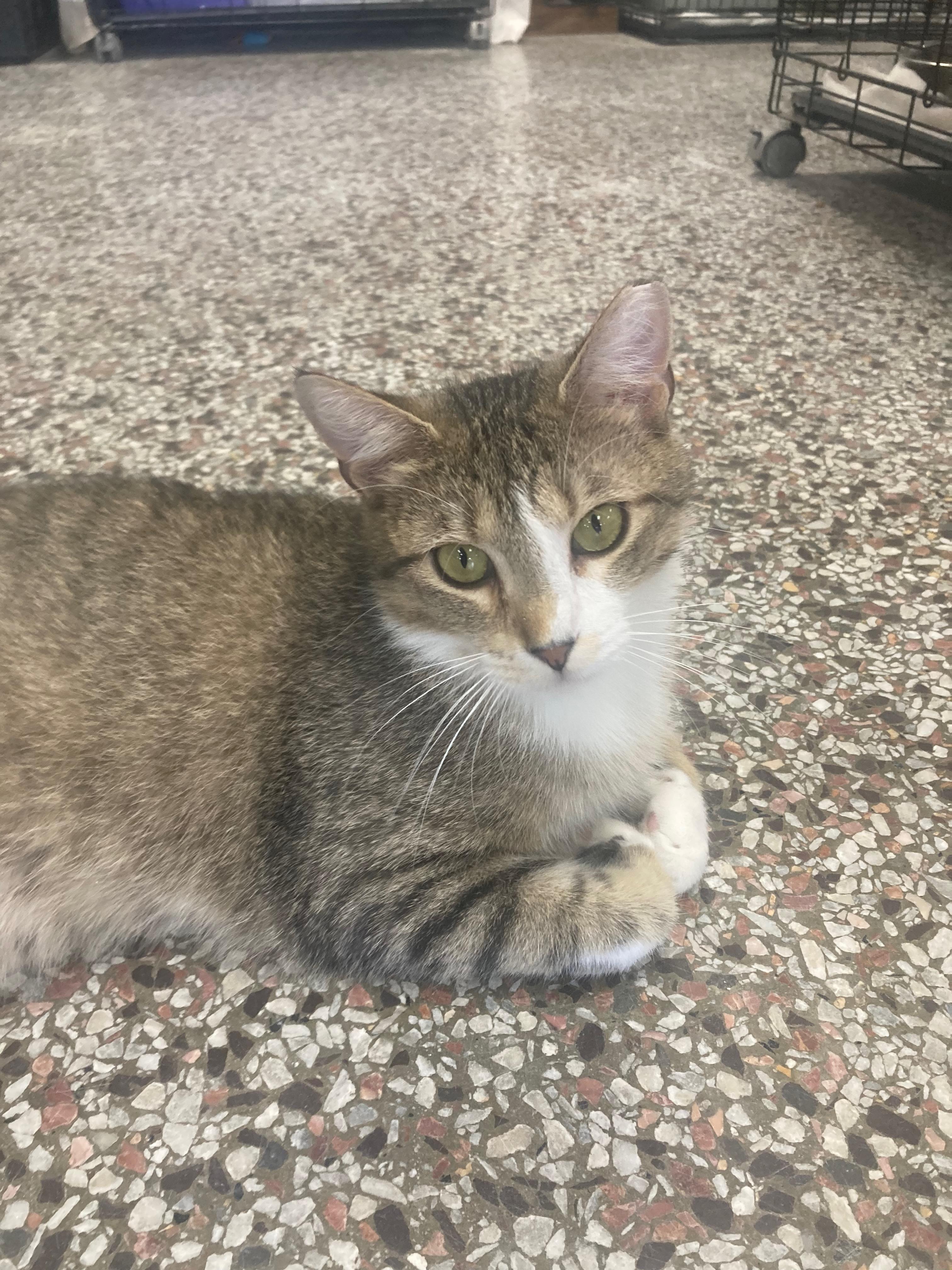 Enlarge Daydream, a Adoptable Domestic Short Hair in Richmond, KY image 4/6