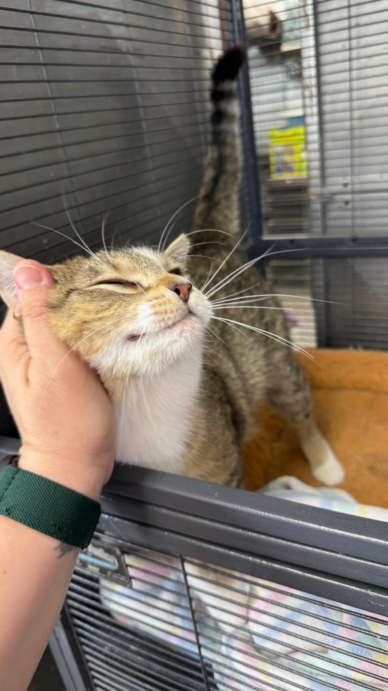 Enlarge Daydream, a Adoptable Domestic Short Hair in Richmond, KY image 2/6