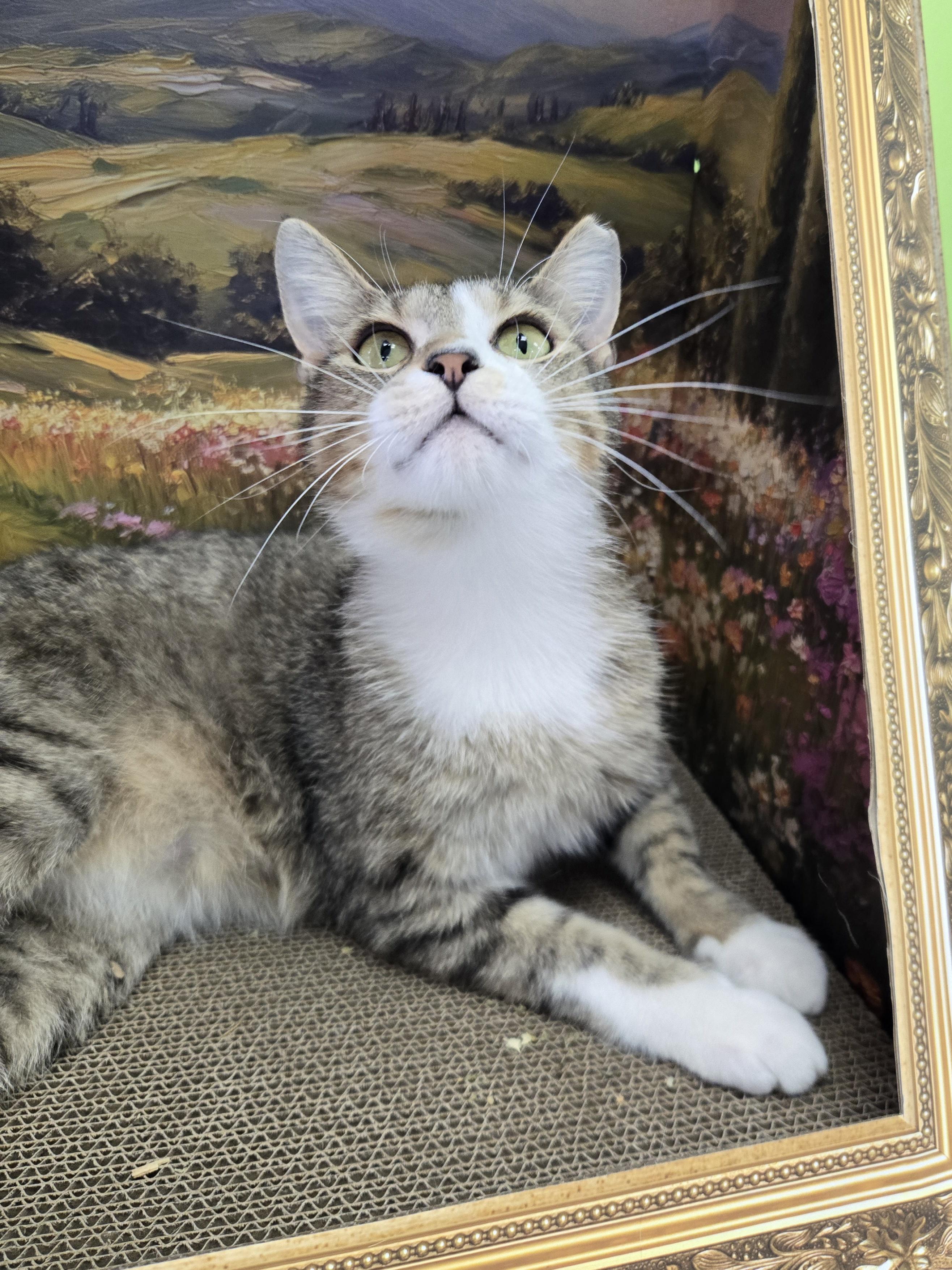 Enlarge Daydream, a Adoptable Domestic Short Hair in Richmond, KY image 6/6