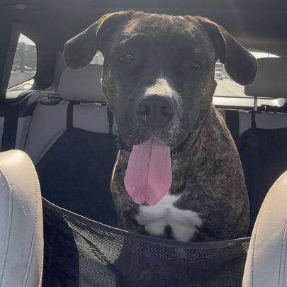 Lila, Adoptable, Adult Female Mastiff & Mixed Breed.