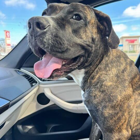 Enlarge Lila, a Adoptable mixed breed in Turlock, CA image 2/6