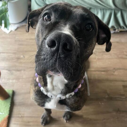 Enlarge Lila, a Adoptable mixed breed in Turlock, CA image 3/6