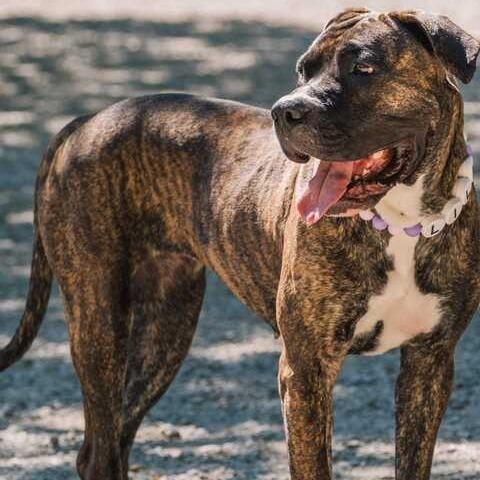 Lila, a Adoptable mixed breed in Turlock, CA image 3/6
