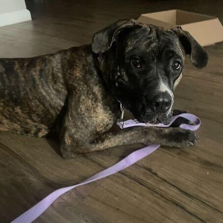 Enlarge Lila, a Adoptable mixed breed in Turlock, CA image 4/6