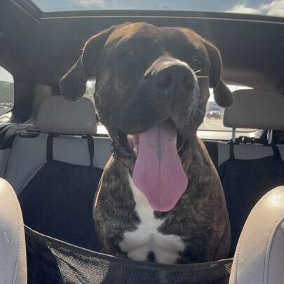 Lila, a Adoptable mixed breed in Turlock, CA image 5/6