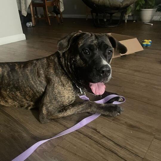 Enlarge Lila, a Adoptable mixed breed in Turlock, CA image 5/6