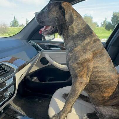 Enlarge Lila, a Adoptable mixed breed in Turlock, CA image 6/6