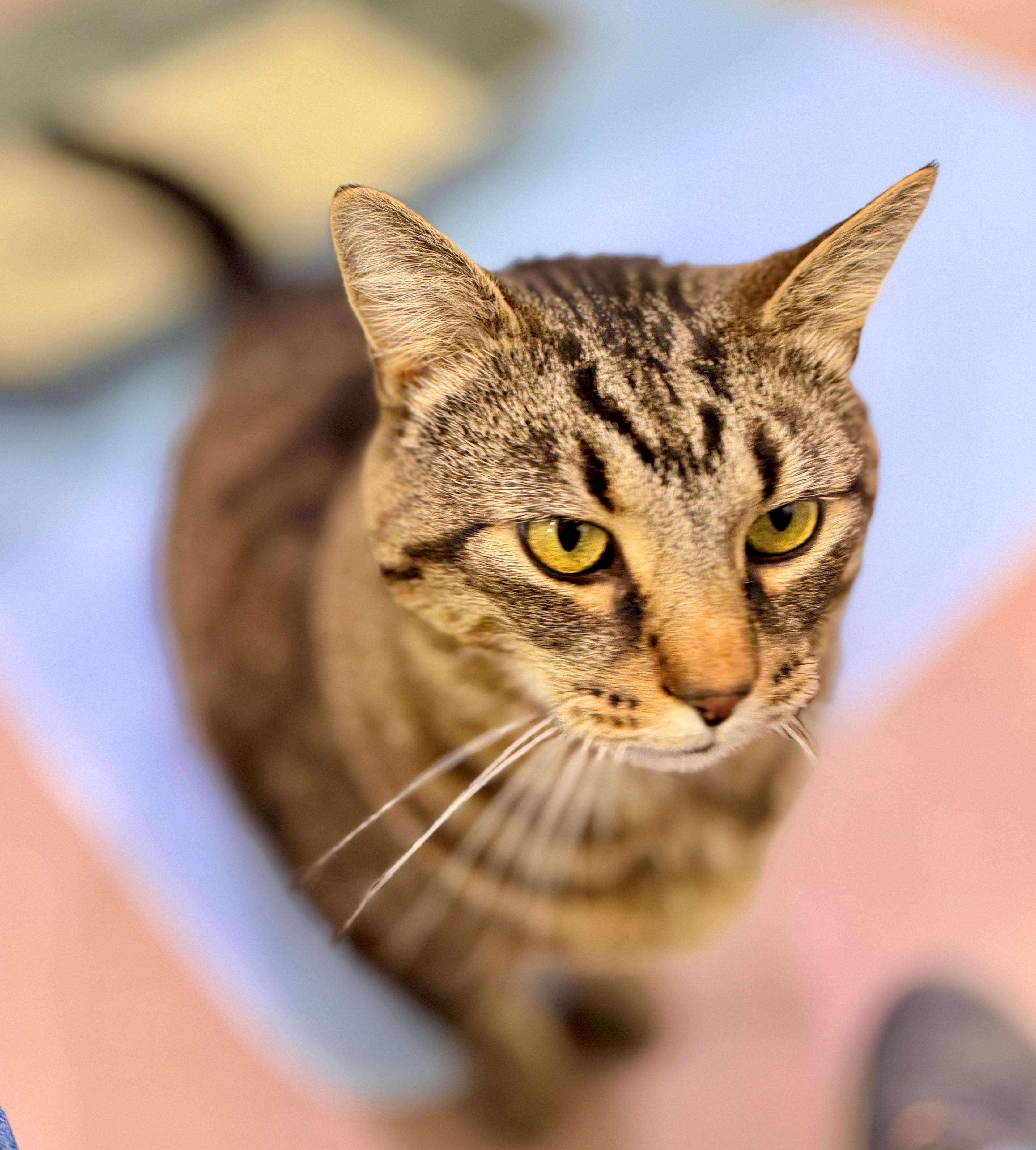 Enlarge Big Dave, a Adoptable Domestic Short Hair in Hamilton, ON image 3/5