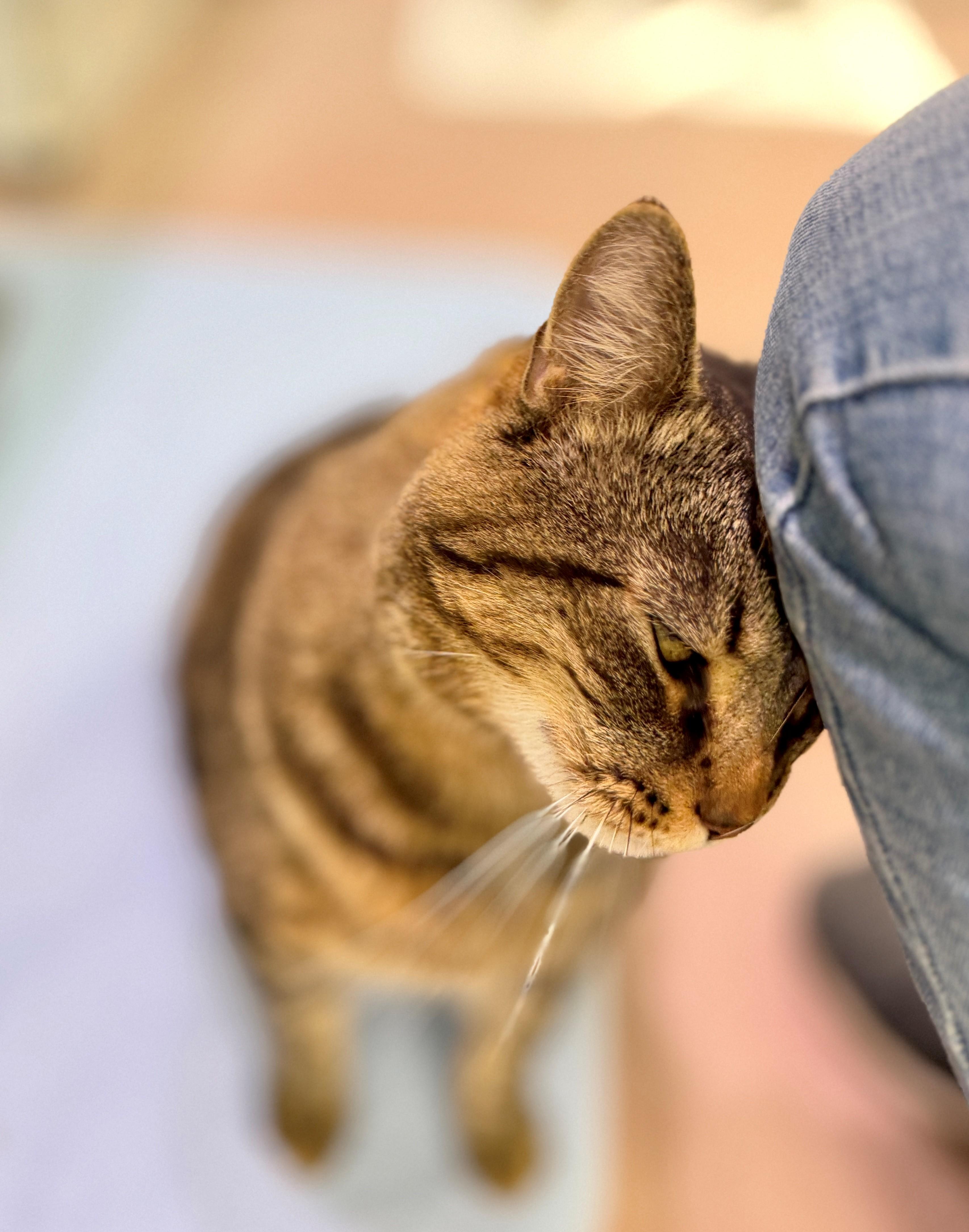 Enlarge Big Dave, a Adoptable Domestic Short Hair in Hamilton, ON image 5/5