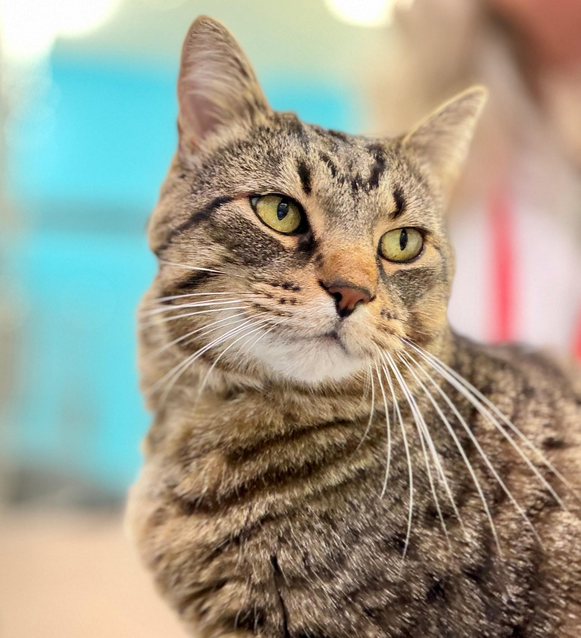 Enlarge Big Dave, a Adoptable Domestic Short Hair in Hamilton, ON image 1/5