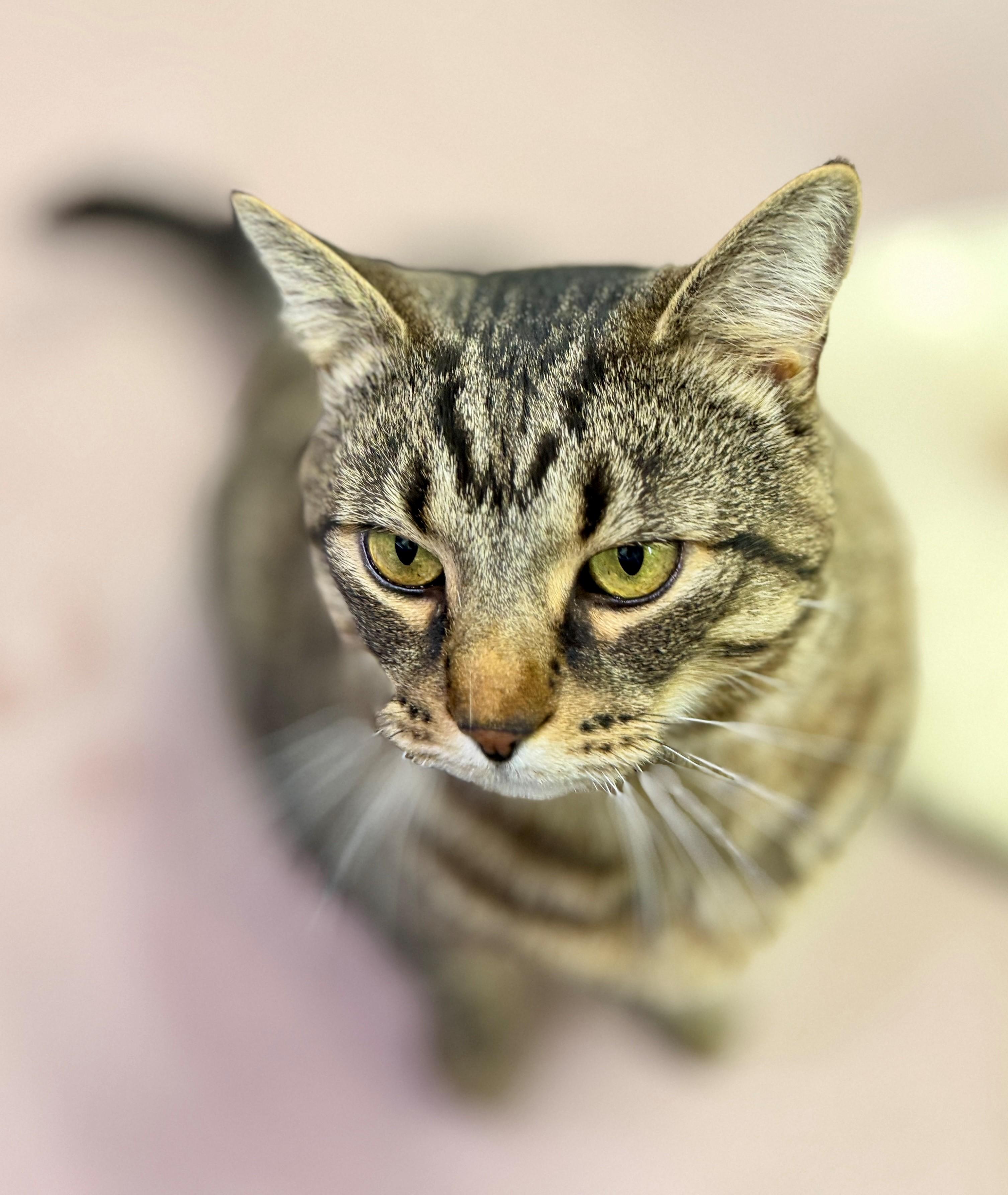 Enlarge Big Dave, a Adoptable Domestic Short Hair in Hamilton, ON image 4/5