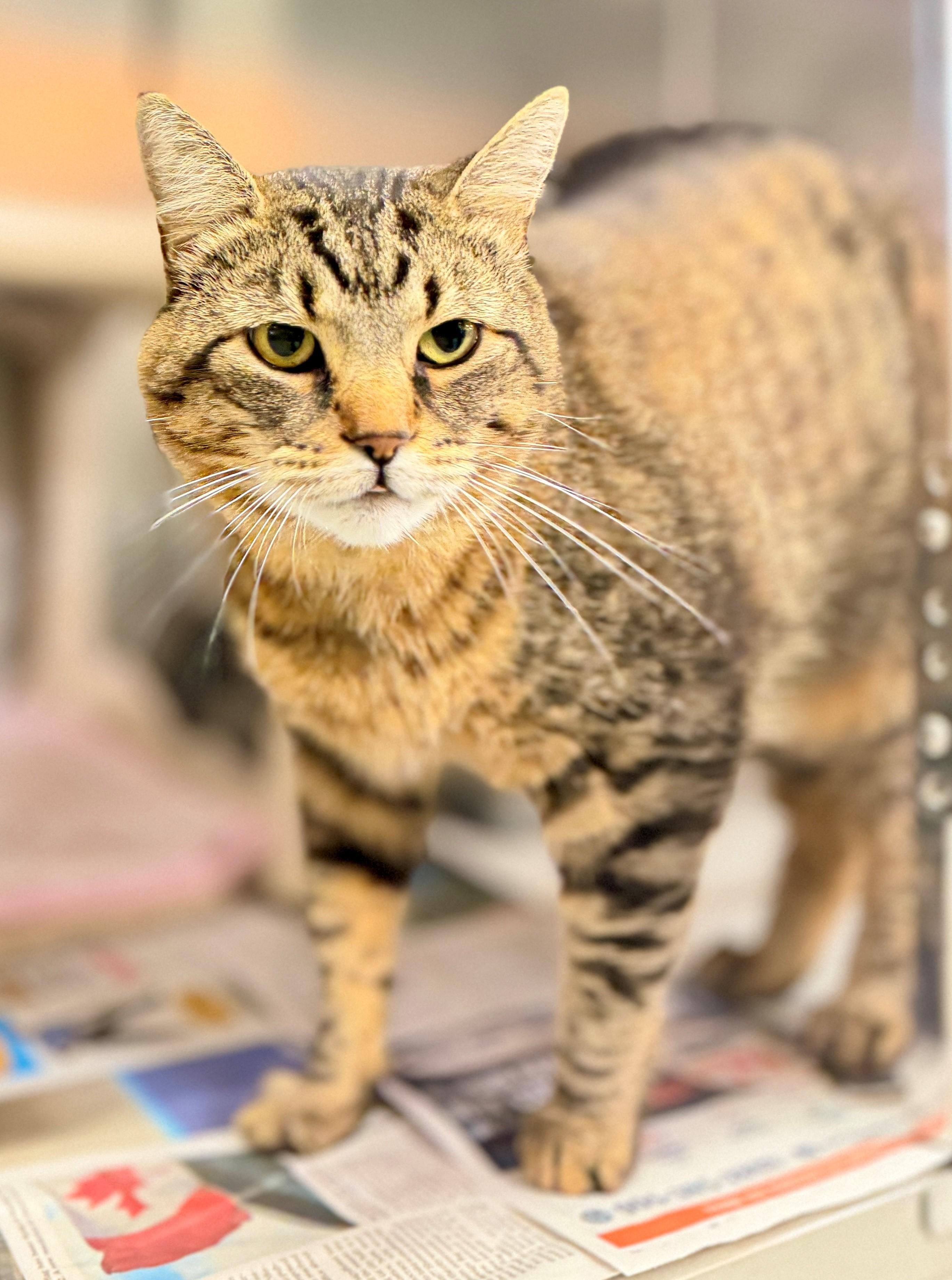 Enlarge Big Dave, a Adoptable Domestic Short Hair in Hamilton, ON image 2/5