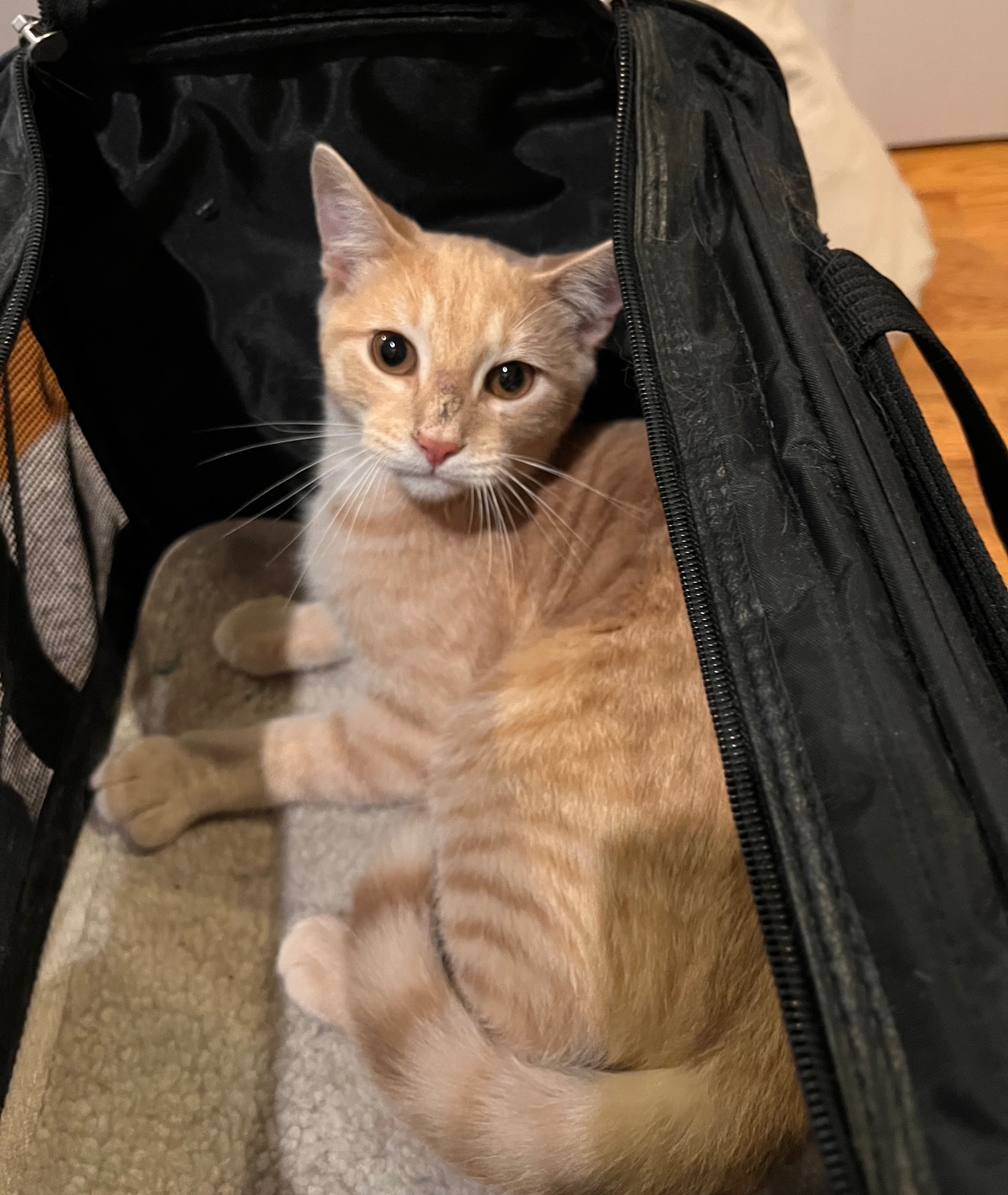 Cat for adoption Nugget + Fish Fillet, a Domestic Short Hair in