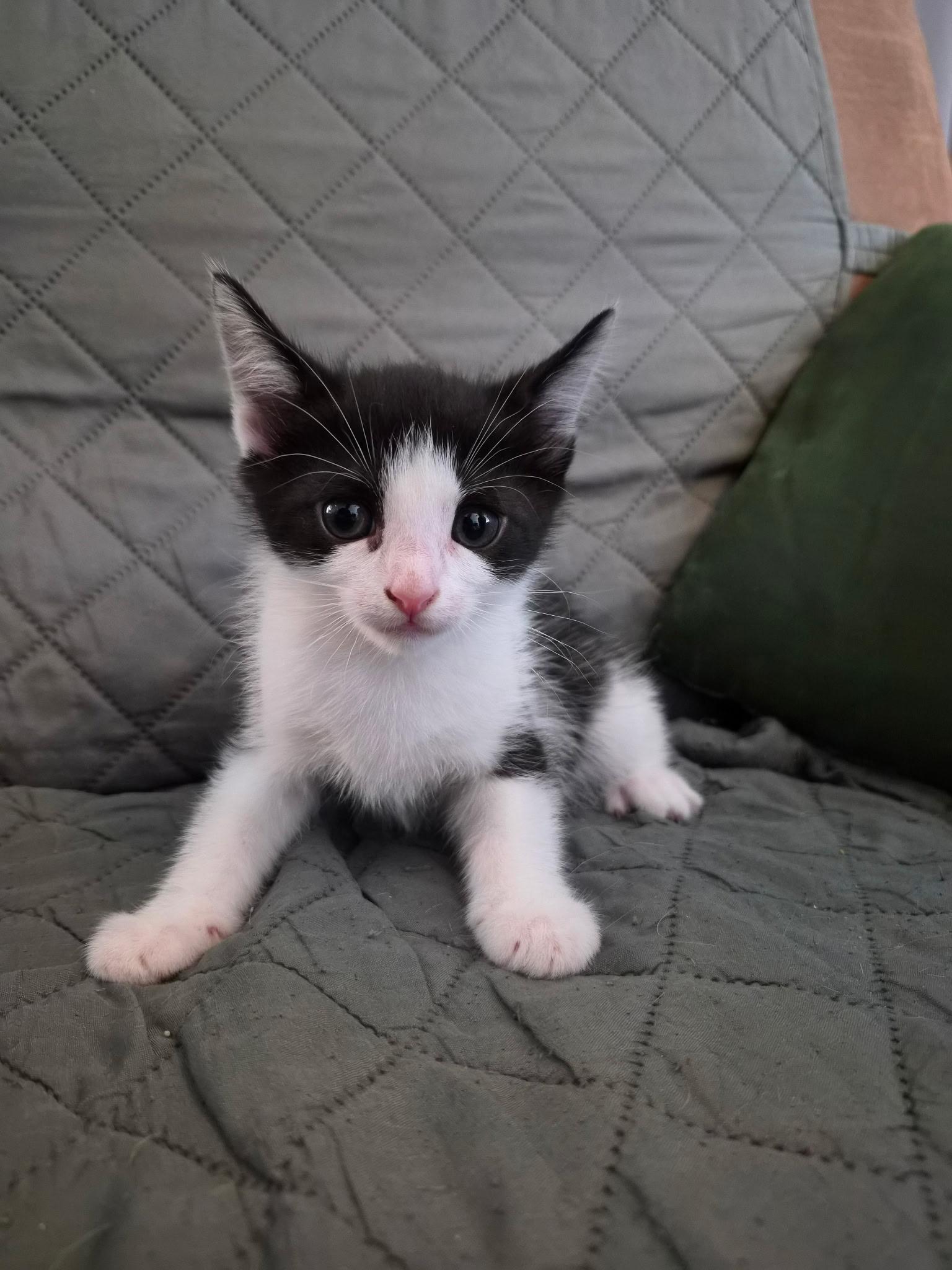 Enlarge 6 kittens need homes (386) 334-5223, a Adoptable Domestic Short Hair in Daytona Beach, FL image 3/6