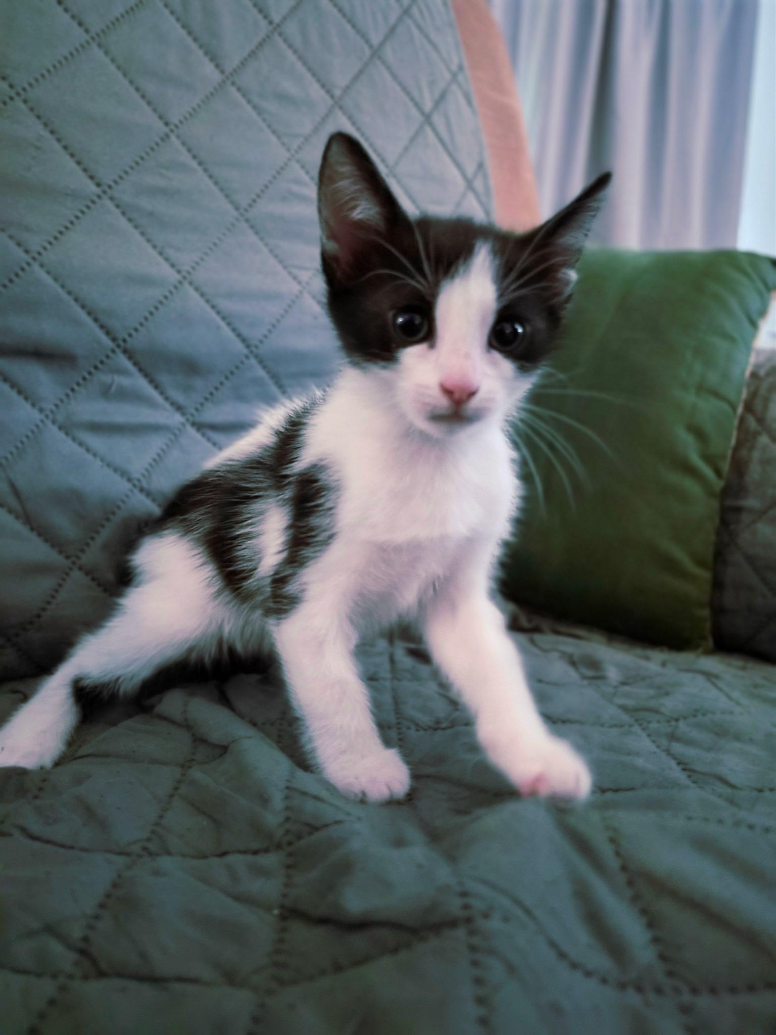 Enlarge 6 kittens need homes (386) 334-5223, a Adoptable Domestic Short Hair in Daytona Beach, FL image 2/6