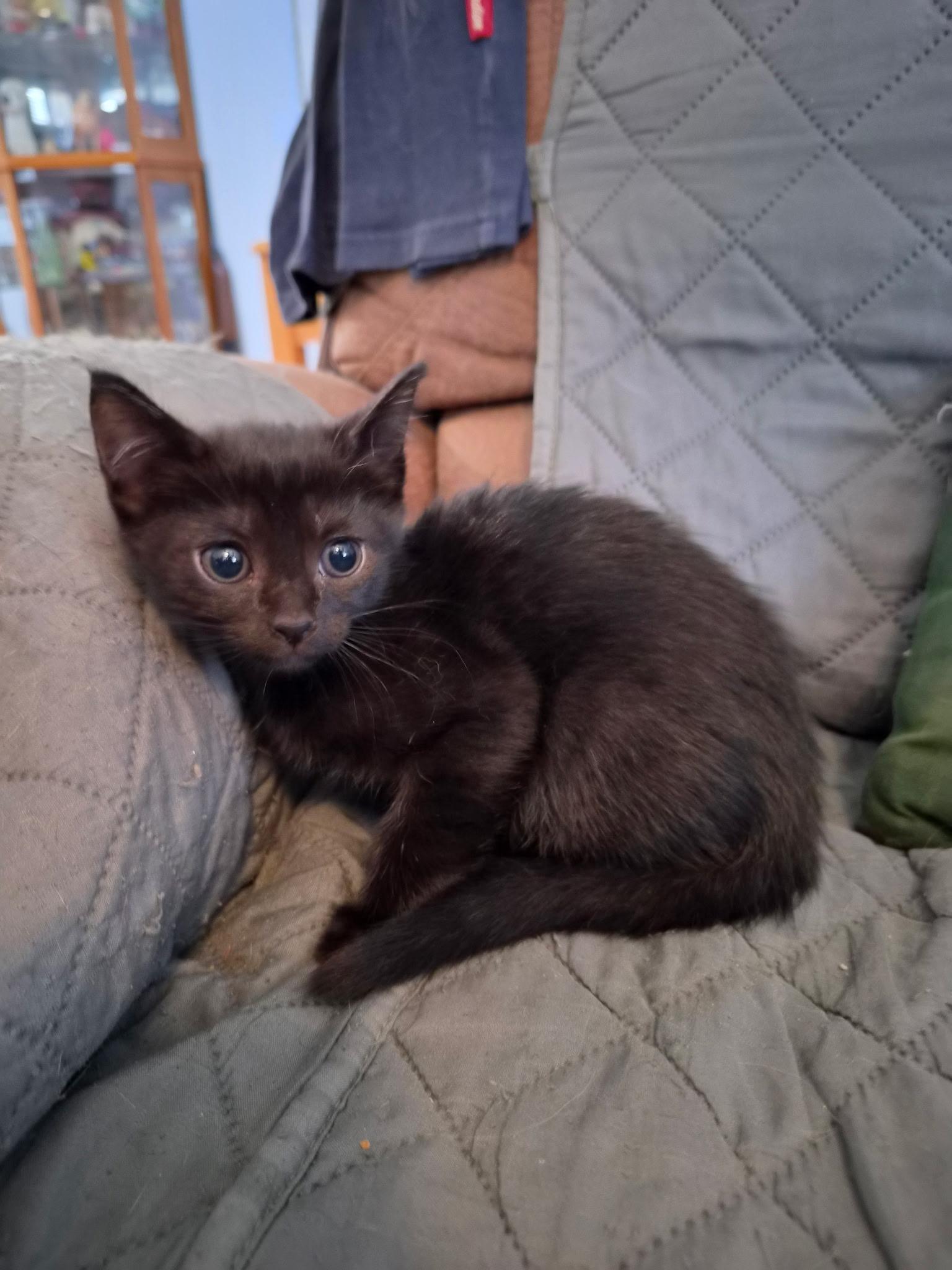 Enlarge 6 kittens need homes (386) 334-5223, a Adoptable Domestic Short Hair in Daytona Beach, FL image 4/6